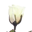 ROSE BUD SINGLE FRENCH ALABASTER 14.5&quot;