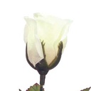 ROSE BUD SINGLE FRENCH ALABASTER 14.5"