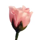 ROSE BUD SINGLE FRENCH ALMOND PI 14.5&quot;