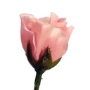 ROSE BUD SINGLE FRENCH ALMOND PI 14.5&quot;