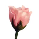 ROSE BUD SINGLE FRENCH ALMOND PI 14.5"