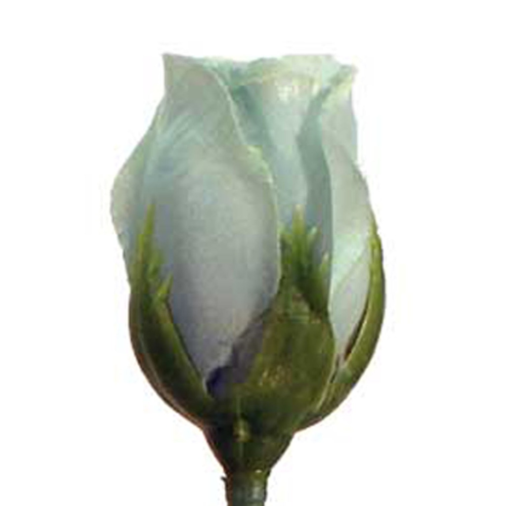 ROSE BUD SINGLE FRENCH AQUA 14.5"