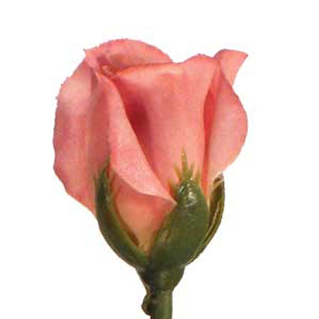 ROSE BUD SINGLE FRENCH CREAM BUR 14.5"