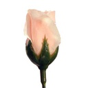 ROSE BUD SINGLE FRENCH PINK CREAM 14.5&quot;