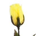 ROSE BUD SINGLE FRENCH SFT YELLOW 14.5&quot;
