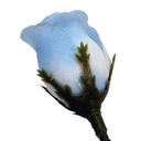 ROSE BUD PALE BLUE