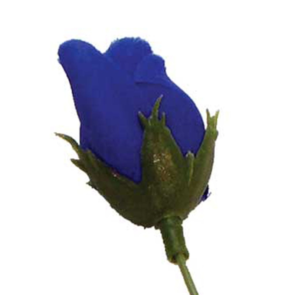 ROSE BUD ROYAL BLUE