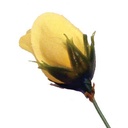 ROSE BUD SOFT YELLOW