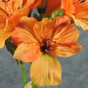 ALSTROMERIA BUNDLE W/RAFFIA TIE  ORANGE