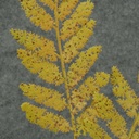 FERN BOSTON SPRAY X2 31&quot;  GREEN
