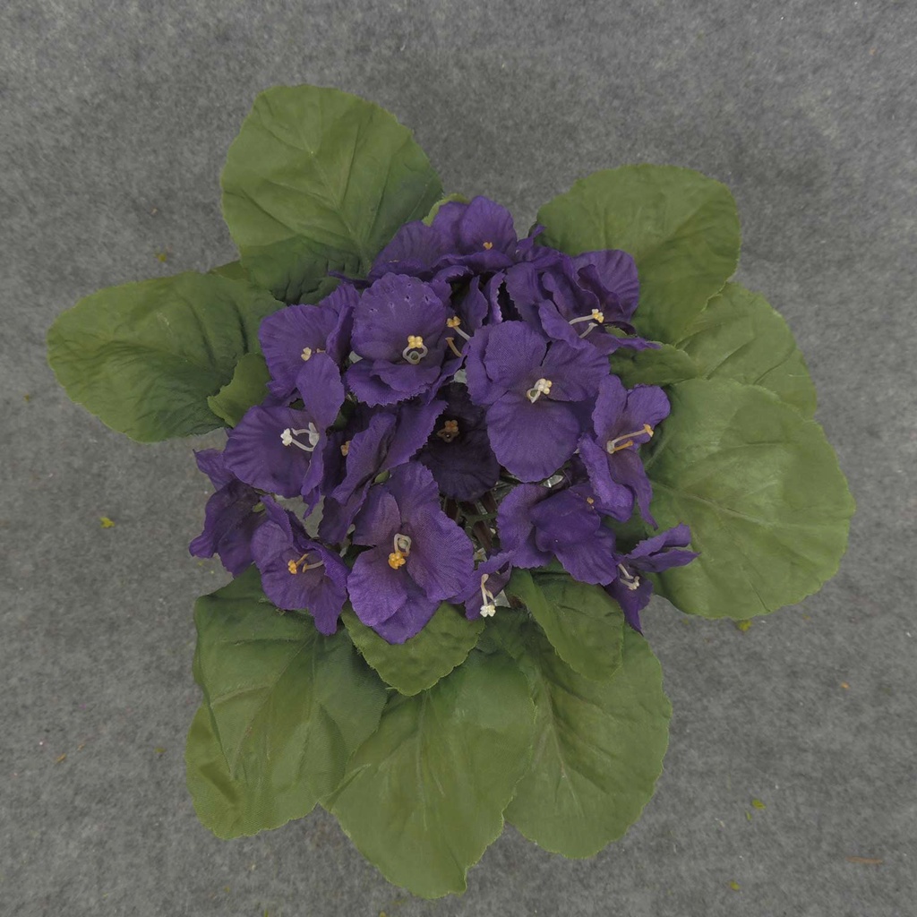 AFRICAN VIOLET PICK PURPLE  PURPLE