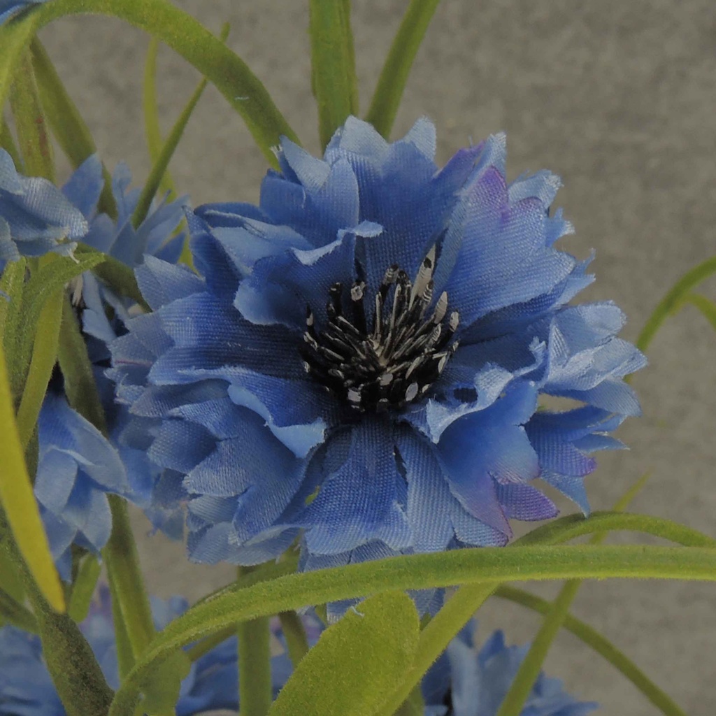 BLUE CORNFLOWER 24&quot; BUSH X18