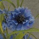 BLUE CORNFLOWER 24&quot; BUSH X18