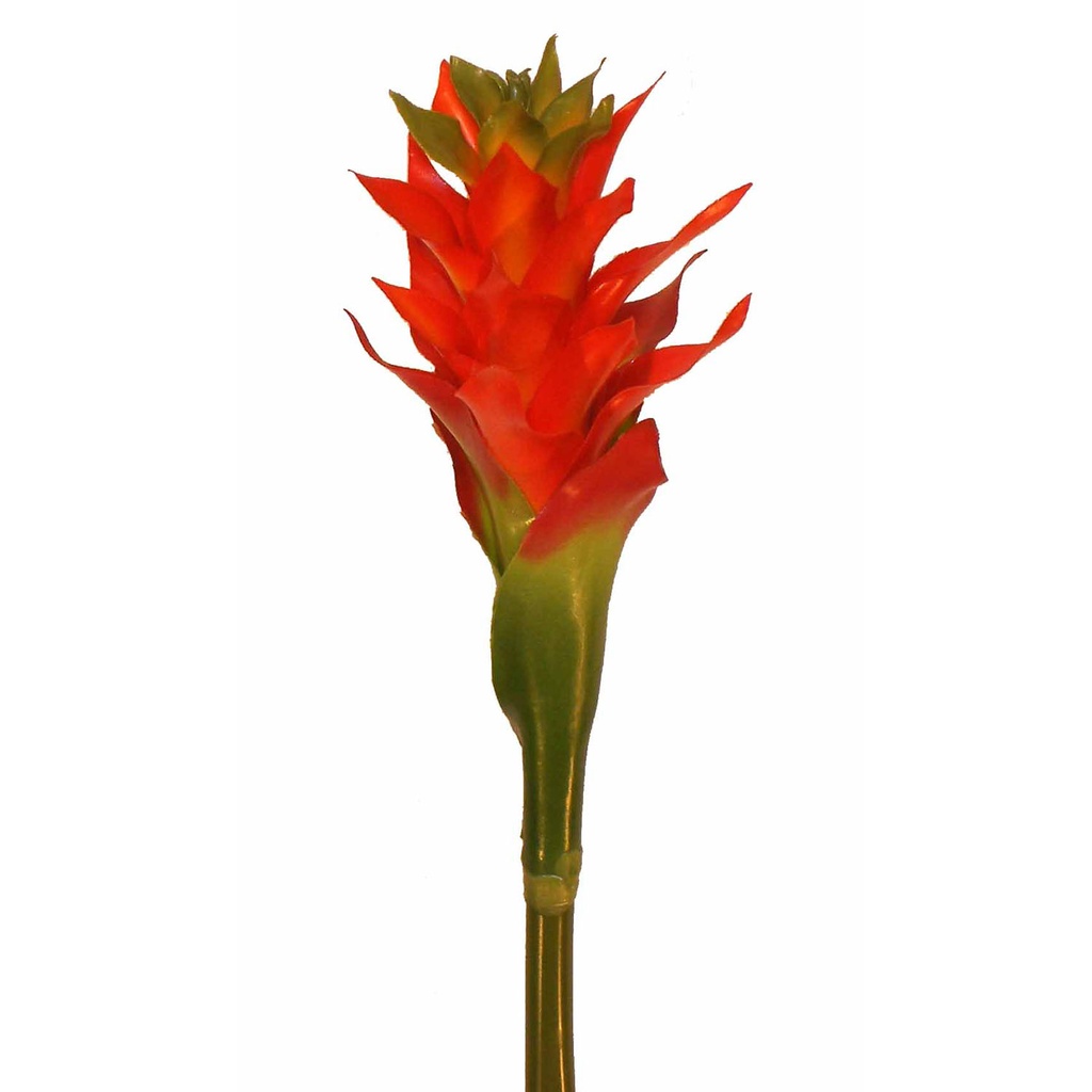 BROMELIA 27" PLANT