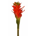 BROMELIA 27" PLANT