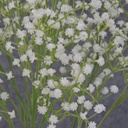 GYP STARDUST BUNDLE WHITE  20" (7 STEMS)