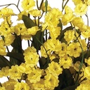 GYP BUSH X10 YELLOW
