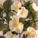 PETUNIA HANGING VINE BUSH x14  WHITE