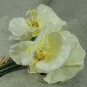 ORCHID 10.5" SATIN BUNDLE X6  CREAM