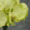 ORCHID 10.5" SATIN BUNDLE X6  LIGHT GREEN