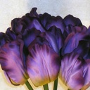 TULIP 12" SATIN BUNDLE X6  ROYAL PURPLE