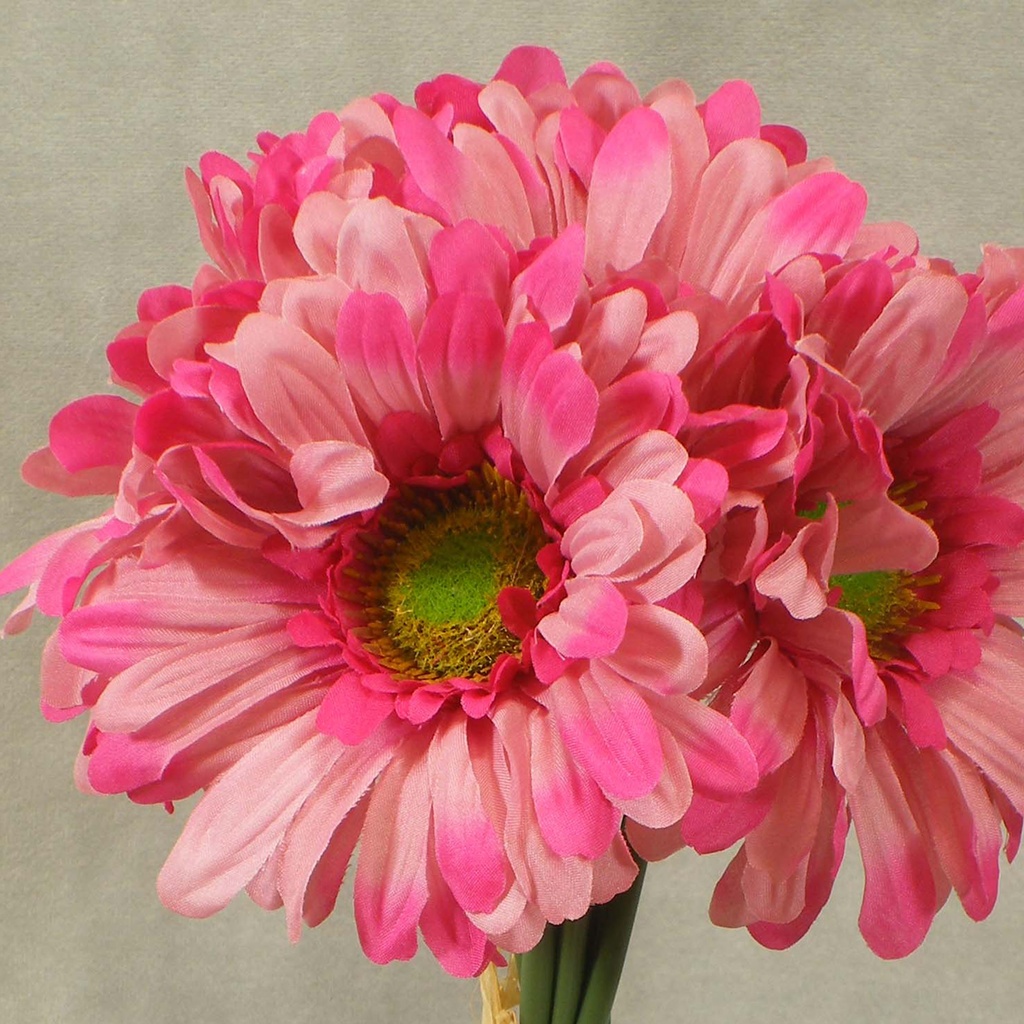 GERBERA LARGE 10.5" BUNDLE X6  BEAUTY