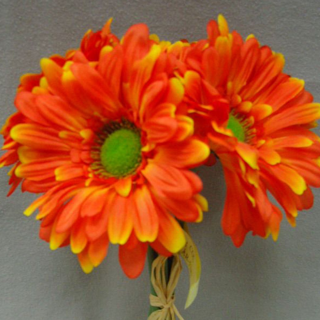 GERBERA LARGE 10.5&quot; BUNDLE X6  ORANGE