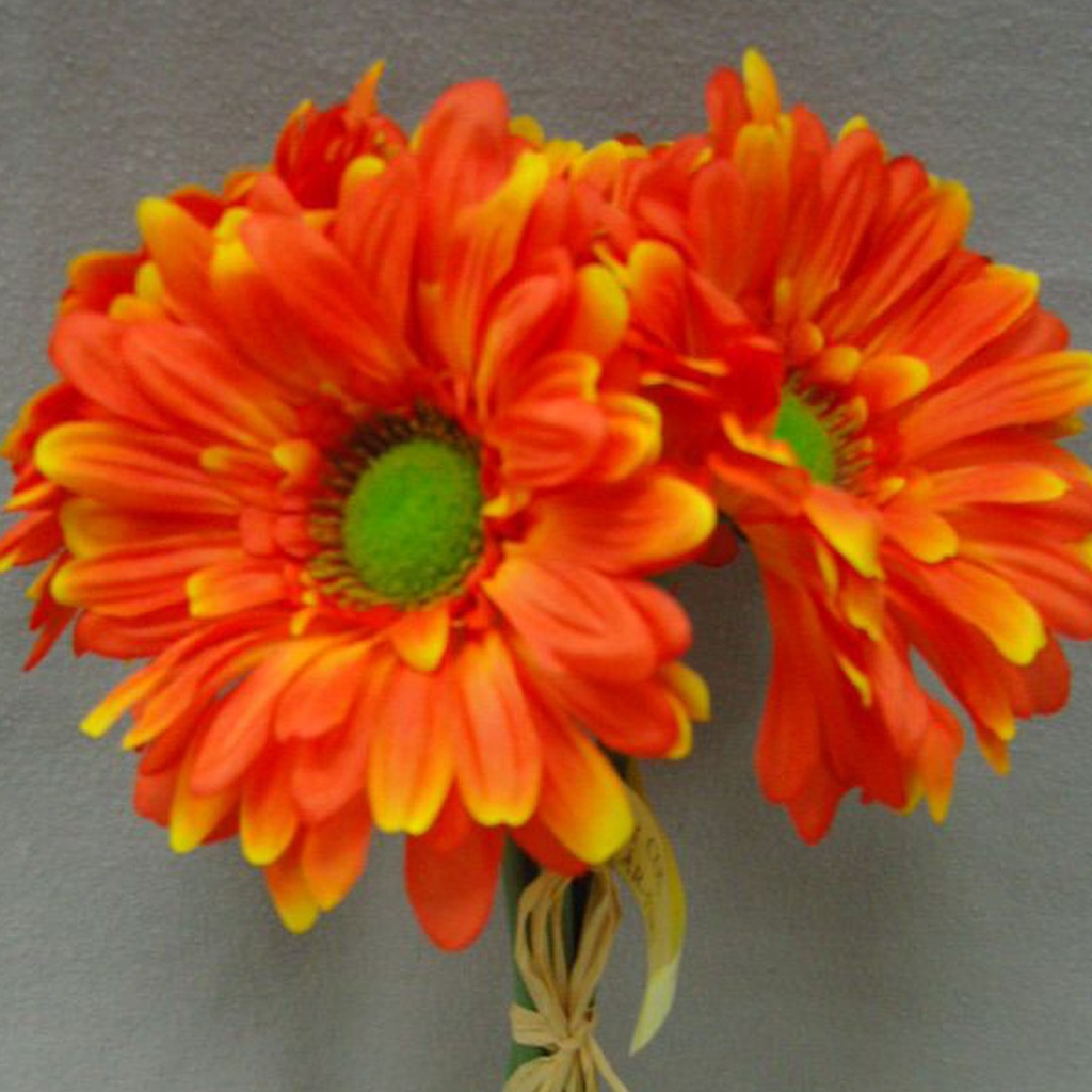 GERBERA LARGE 10.5" BUNDLE X6  ORANGE