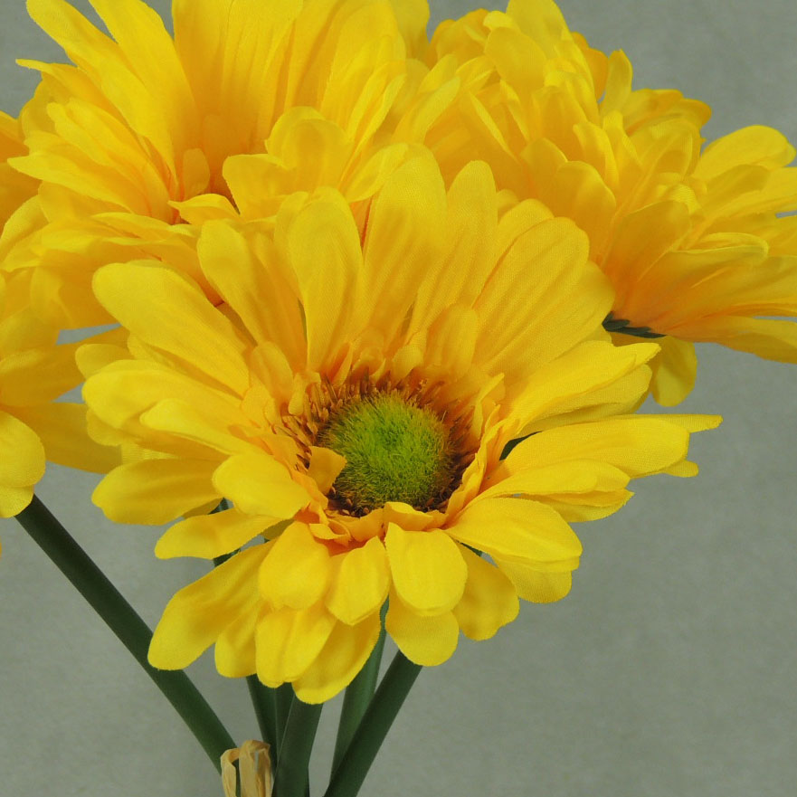 GERBERA LARGE 10.5" BUNDLE X6  YELLOW