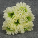 GERBERA MEDIUM 10.5" BUNDLE X6  CREAM/GREEN