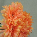 GERBERA MEDIUM 10.5" BUNDLE X6  PEACH