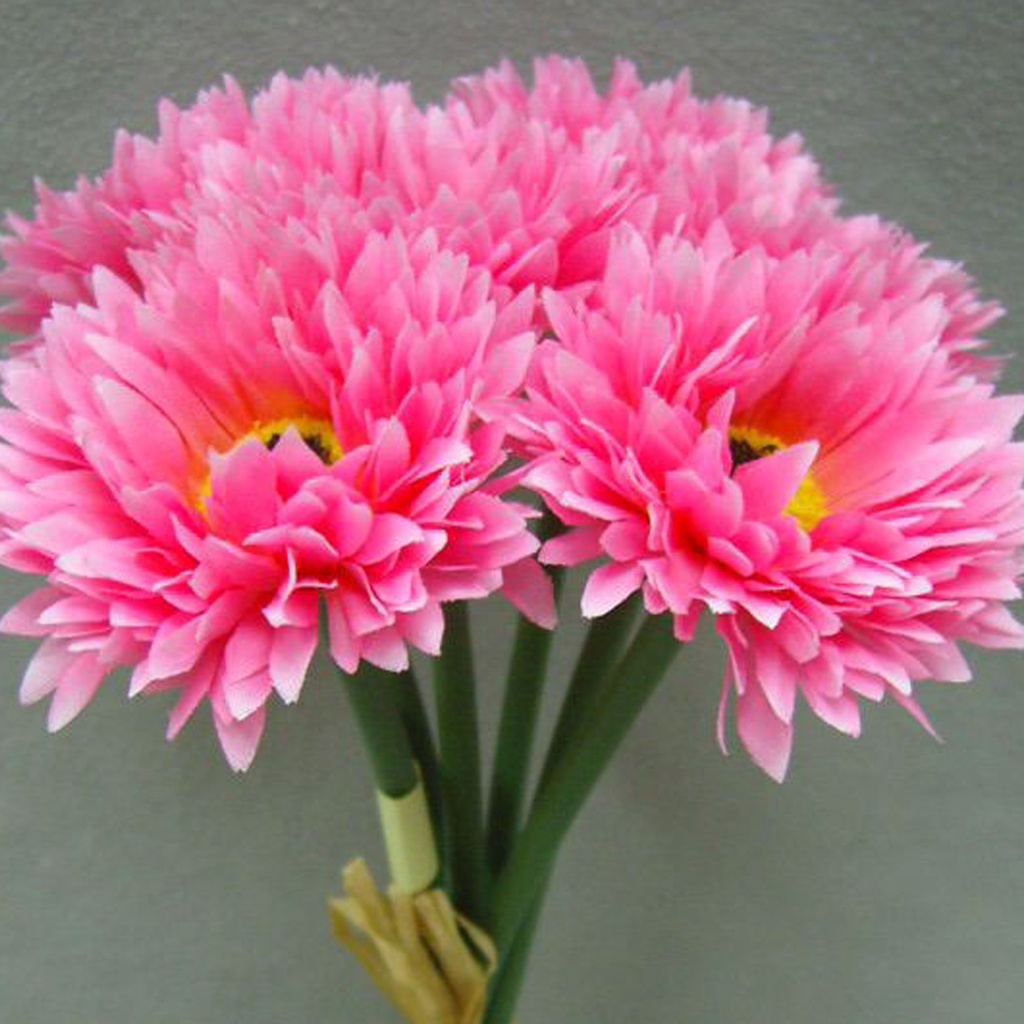 MUM ASTER 10" BUNDLE X6  HOT PINK