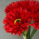 MUM ASTER 10" BUNDLE X6  RED