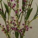 MIMOSA SPRAY 36" (3/BUNDLE)  PURPLE