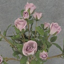 ROSE BUSH MINI   X11 LAVENDER