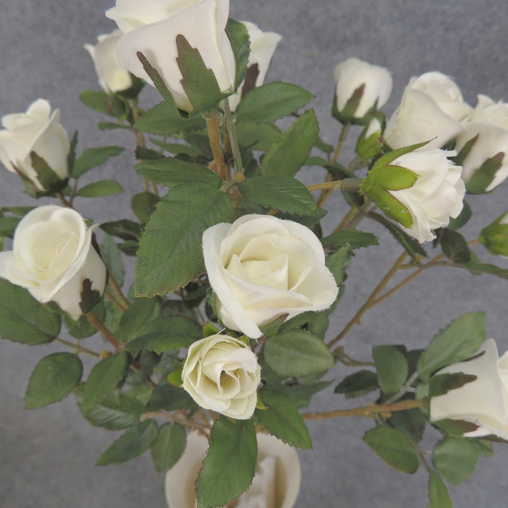 ROSE BUSH MINI   X11    CREAM