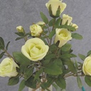 ROSE BUSH MINI   X11    GREEN