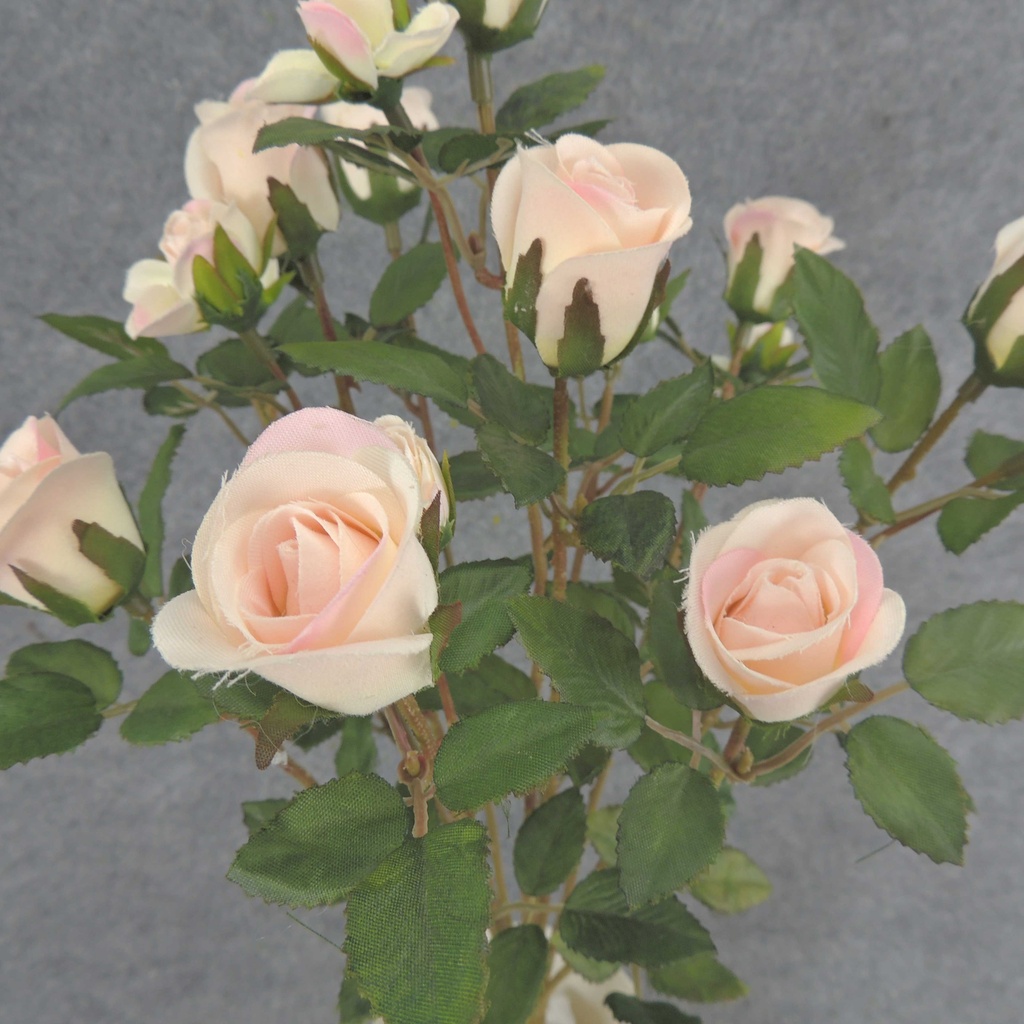 ROSE BUSH MINI   X11 LT. PINK