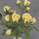 ROSE BUSH MINI   X11 LT.YELLOW