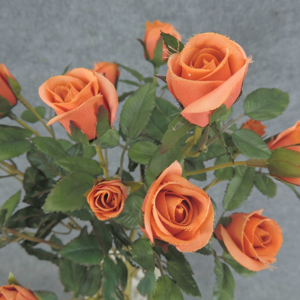 ROSE BUSH MINI   X11  ORANGE