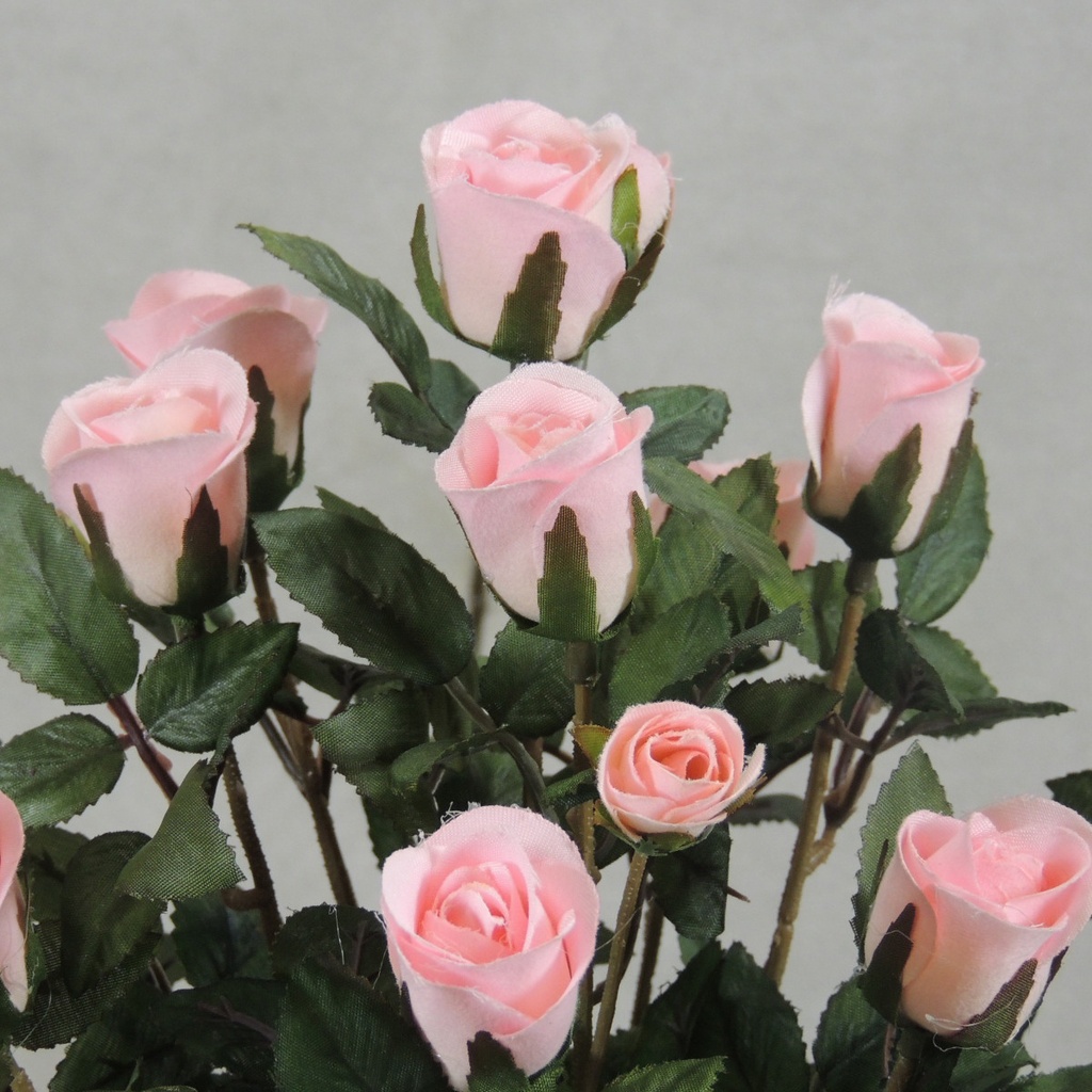 ROSE BUSH MINI   X11    PINK