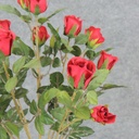 ROSE BUSH MINI   X11    RED