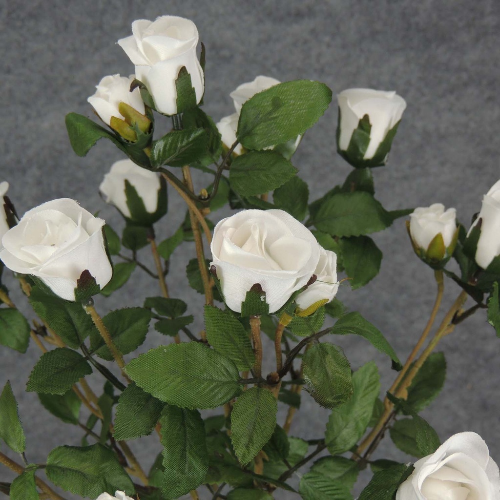 ROSE BUSH MINI   X11 TRUE WHITE