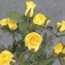 ROSE BUSH MINI   X11    YELLOW