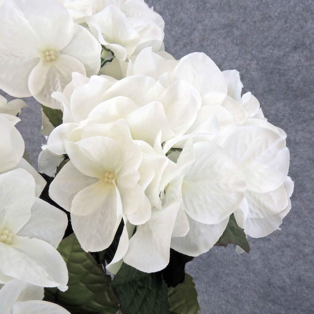 HYDRANGEA BUSH X5  CREAM/WHITE