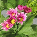 DAISY WILD BUSH X9   FUSCHIA