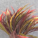 GRASS BUSH X7 14&quot; PLASTIC RED/GREEN