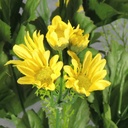 DAISY WILD BUSH X9     CREAM  YELLOW