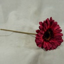 GERBERA SHORT STEM  BURGUNDY