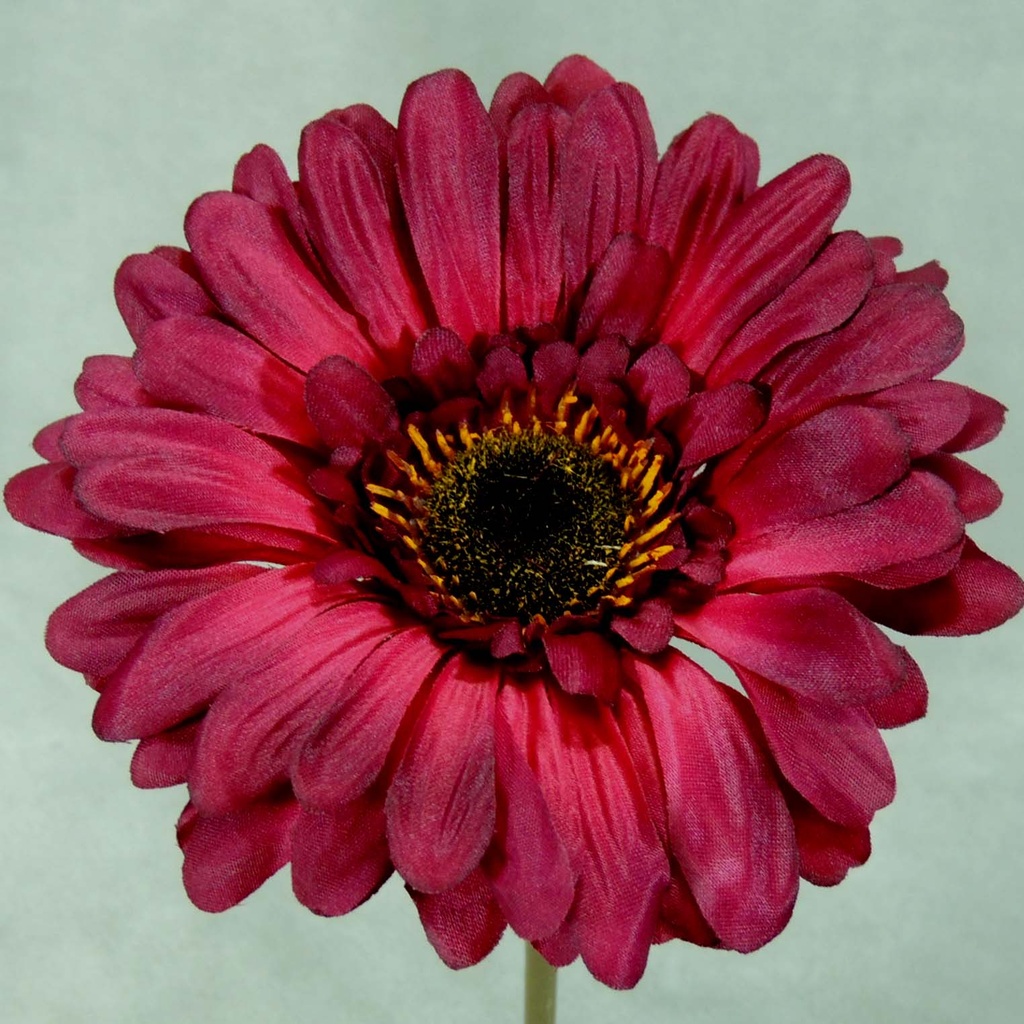 GERBERA SHORT STEM  BURGUNDY